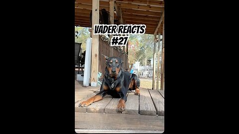 Vader Reacts #27: The Sourpuss Joke Earned a Legendary Side-Eye 👀🐱🍋🐾