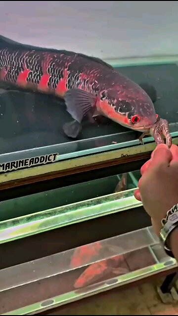 EMPEROR SNAKEHEAD