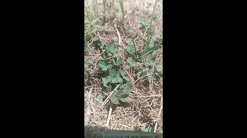 Clover