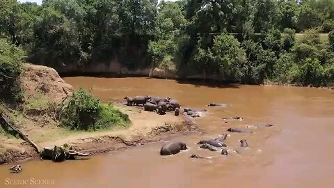 Amaing scof wild animals