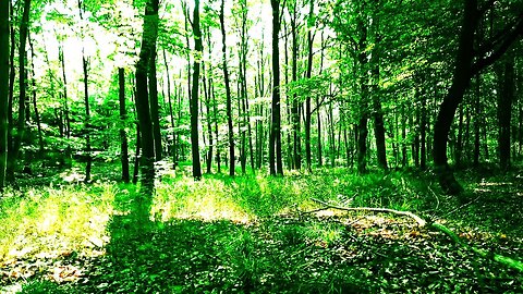 Pure ASMR; The rustle of a thousand leaves. 🍃 4K