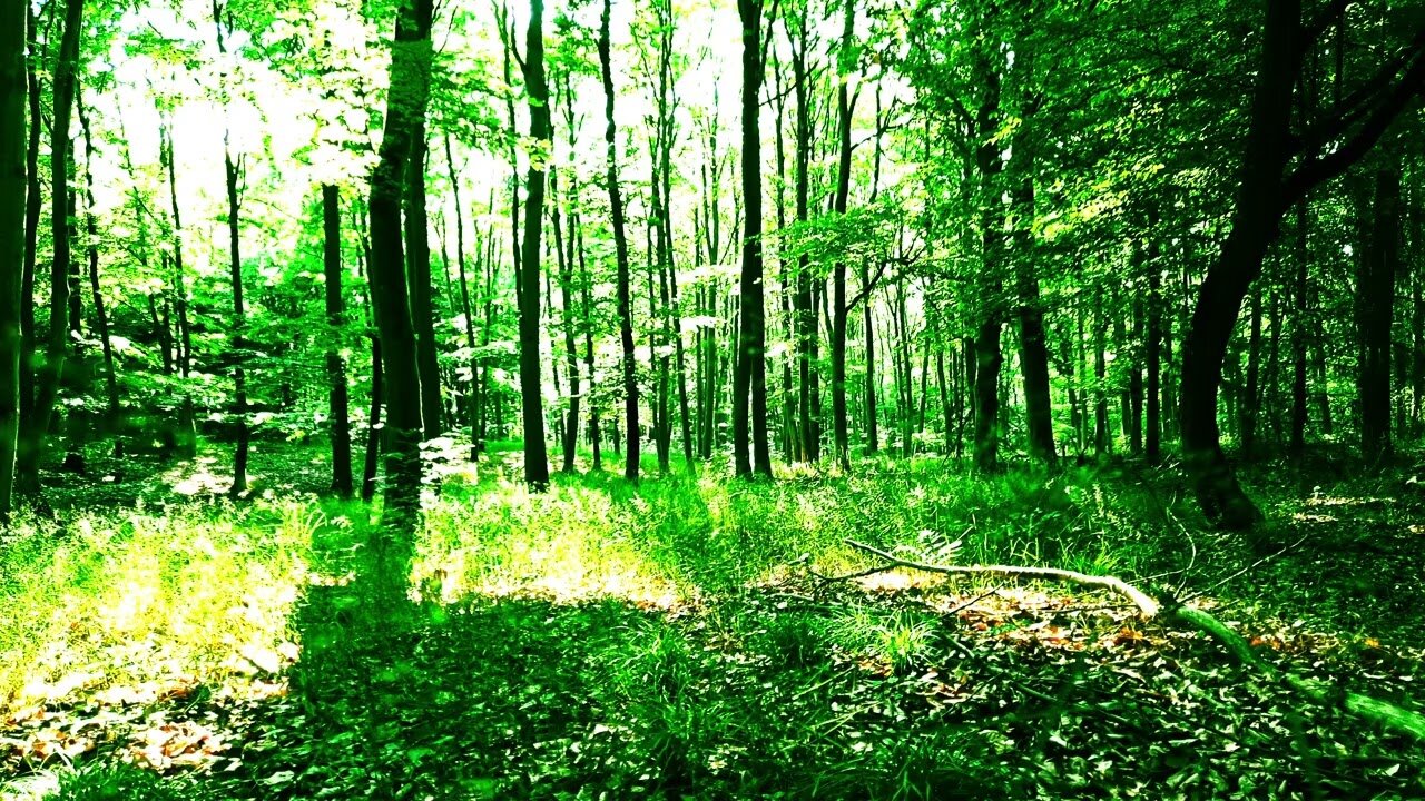 Pure ASMR; The rustle of a thousand leaves. 🍃 4K