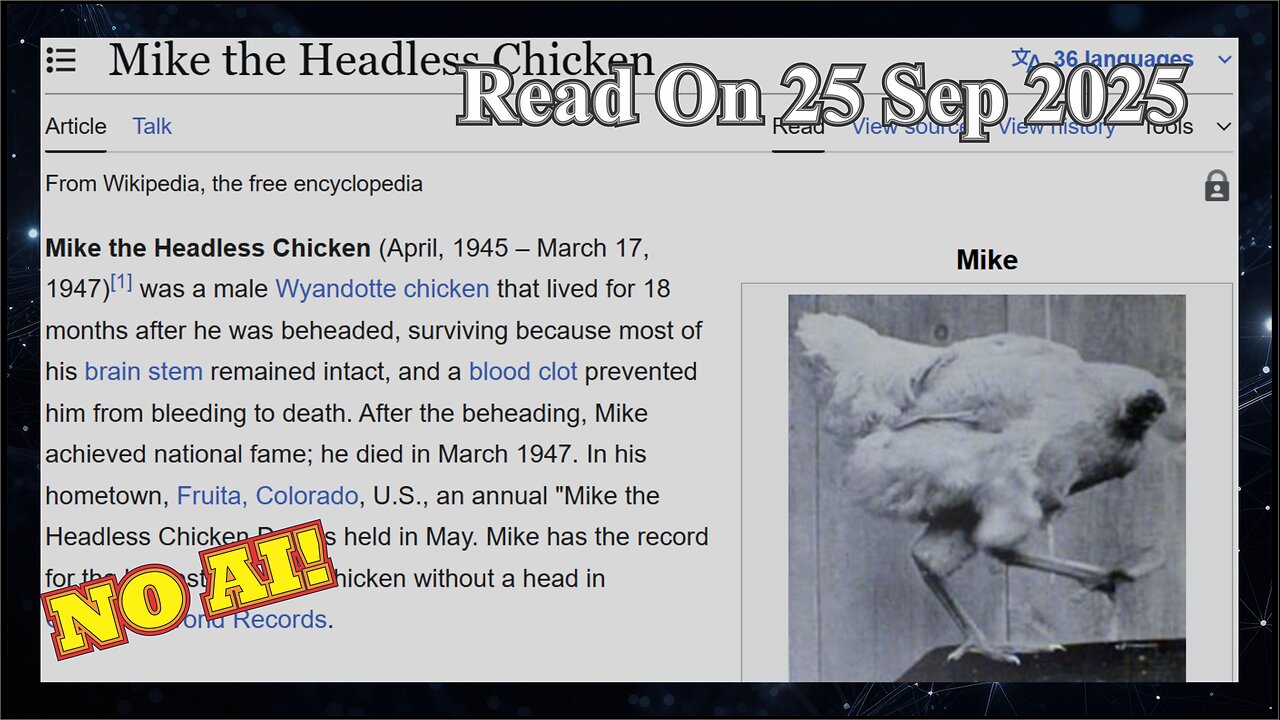 Mike The Headless Chicken (No AI) - 25 Sep 2025