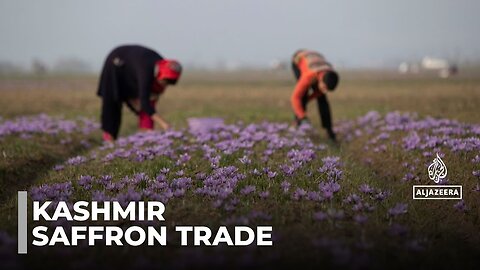Indian-administered Kashmir saffron trade_ Farmers facing off with endangered porcupines