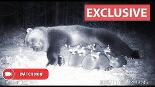 A Surveillance Camera Captured A Bear Adopting A Family Of Raccoons.