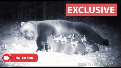 A Surveillance Camera Captured A Bear Adopting A Family Of Raccoons.