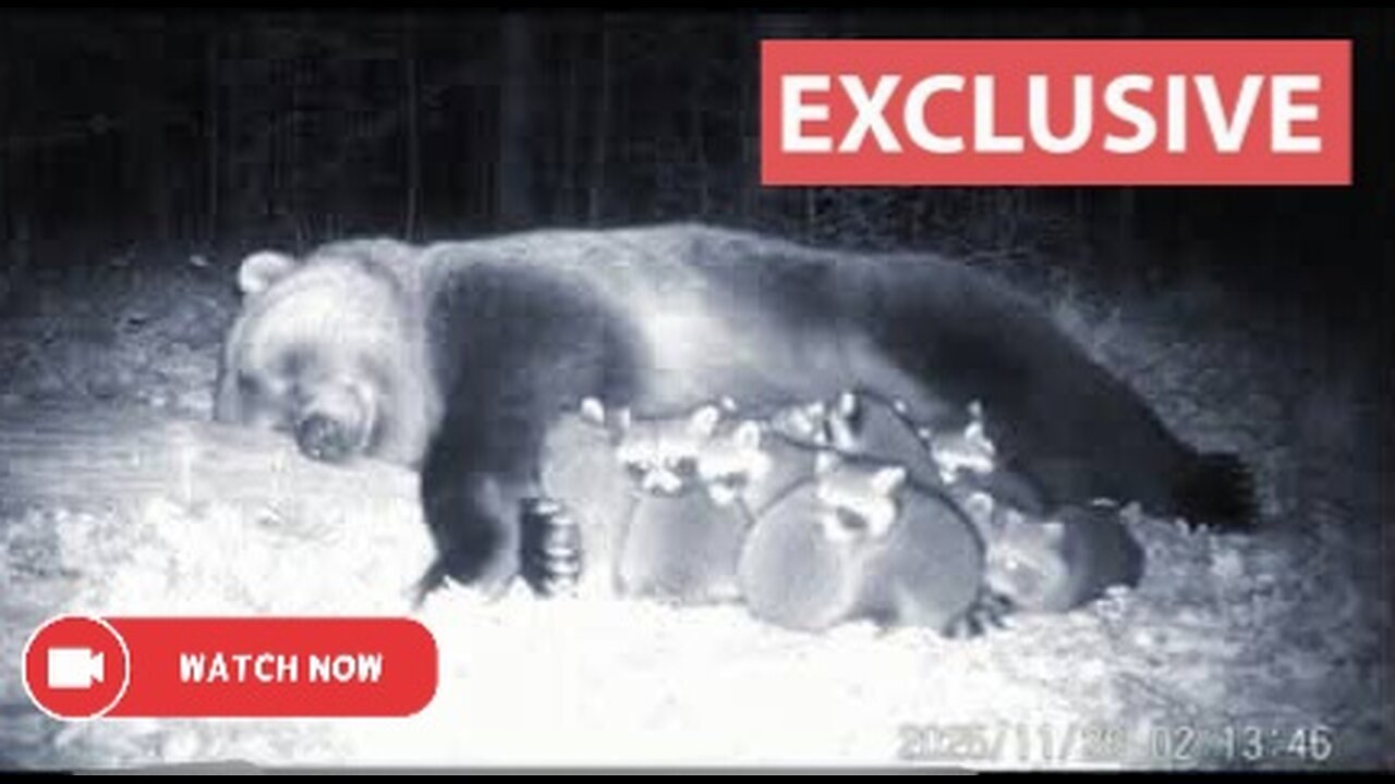 A Surveillance Camera Captured A Bear Adopting A Family Of Raccoons.