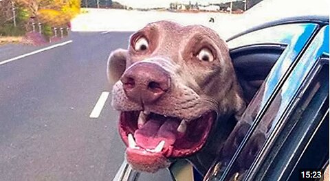 Funniest Animal Videos 😂 When Pets Do the Silliest Things 😹