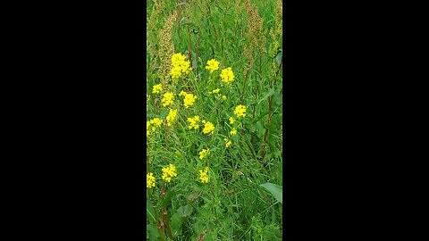 yellow flowers