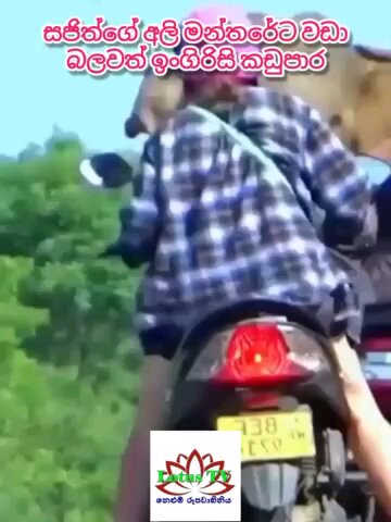 wild elephant scared to white women