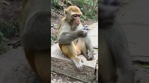 Clean monkey rubbing Messi monkey