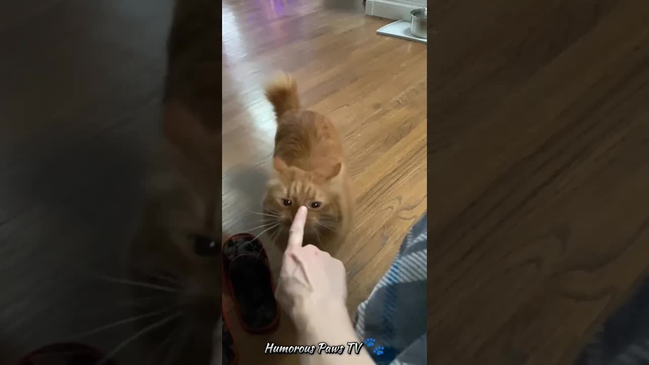 Cheerful Critters: Hilarious Pet Moments! πΎπ
