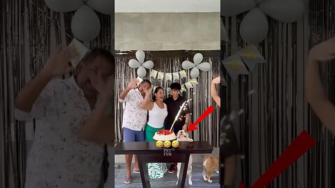 Animals Funny Compilation #funnyanimals #animals #pets #shorts