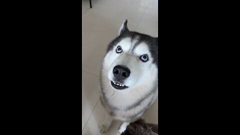 #doglifestyle #wholesome #puplife #dogloversfeed #dogswag #funnydogvideos #dogsarelife #weadoredogs