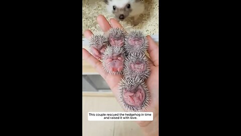 This couple rescued a hedgehog and raised it with love.