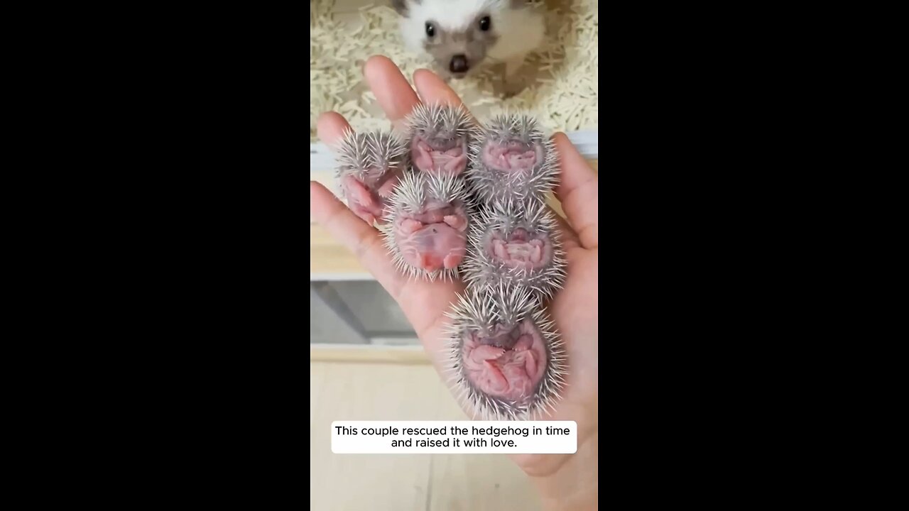 This couple rescued a hedgehog and raised it with love.