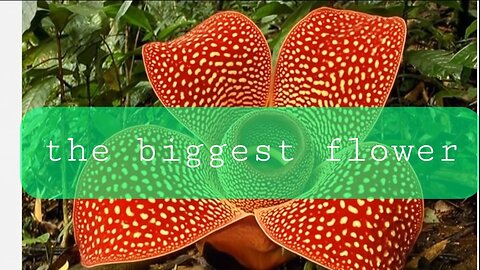 Treasures of Borneo's forests