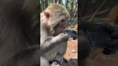 Funny monkey #80