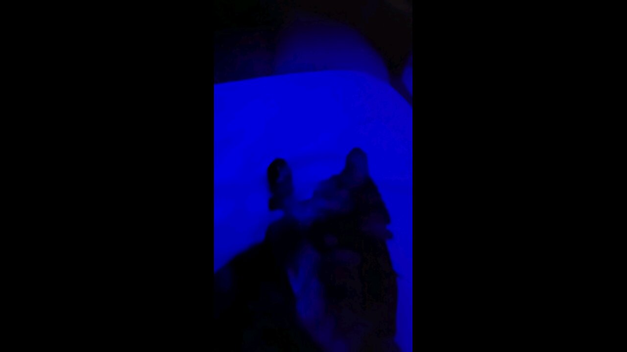 Rosie Mae The Fierce Hunter