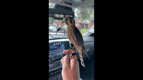 Captivating Flight Of The Ketrel