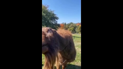 animals funny video