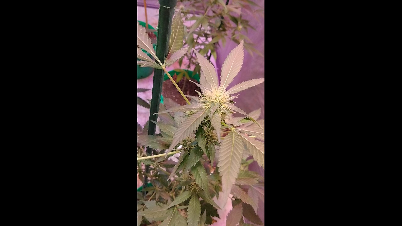Shush Cush Kush