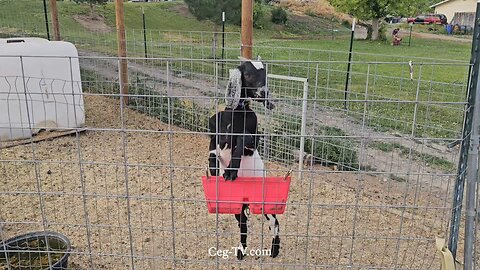 Graham Family Farm: 7:30 PM June 11 2025
