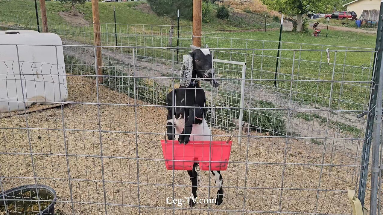 Graham Family Farm: 7:30 PM June 11 2025