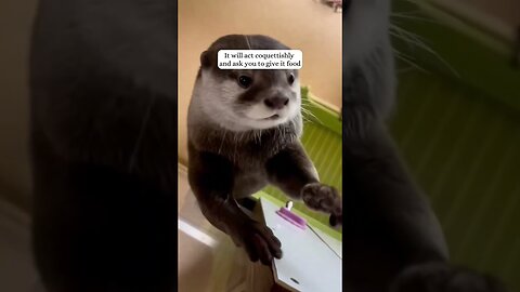 The girl walked the dogs and found the baby otter that she took care of