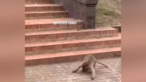 Cute kitten playtime