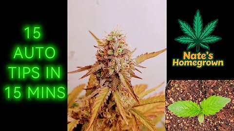 15 Autoflower Tips in 15 Minutes – Beginner Mistakes to Avoid for Big Yields!