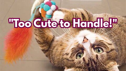 "Adorable Kittens That Will Melt Your Heart!"