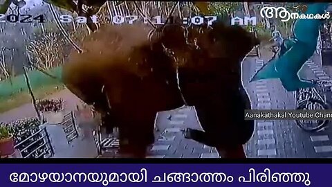 കൊലയാന മോഴ ആനയുമായി ചങ്ങാത്തം അവസാനിപ്പിച്ചു, കേരള വനത്തിൽ കയറിയാൽഉടനെ വെടിവയ്ക്കും _ Wild elephant