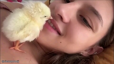 Funniest Animal Compilation