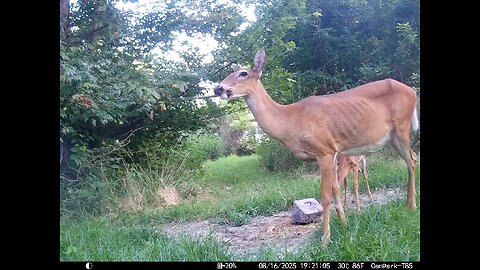 Deer Cam 08-16-2025 Doe Chewing On Stick Game Cam Trail Cam