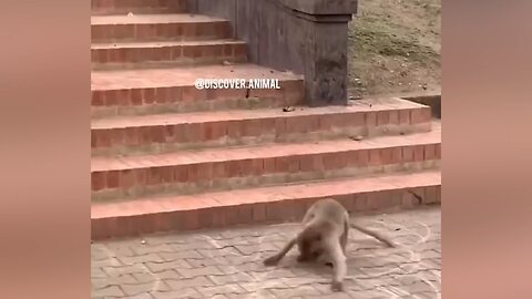 Funny animal videos