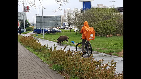 Dziki w Toruniu 2021-05-04 [pokaz slajdów]