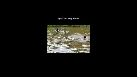 Swan attack