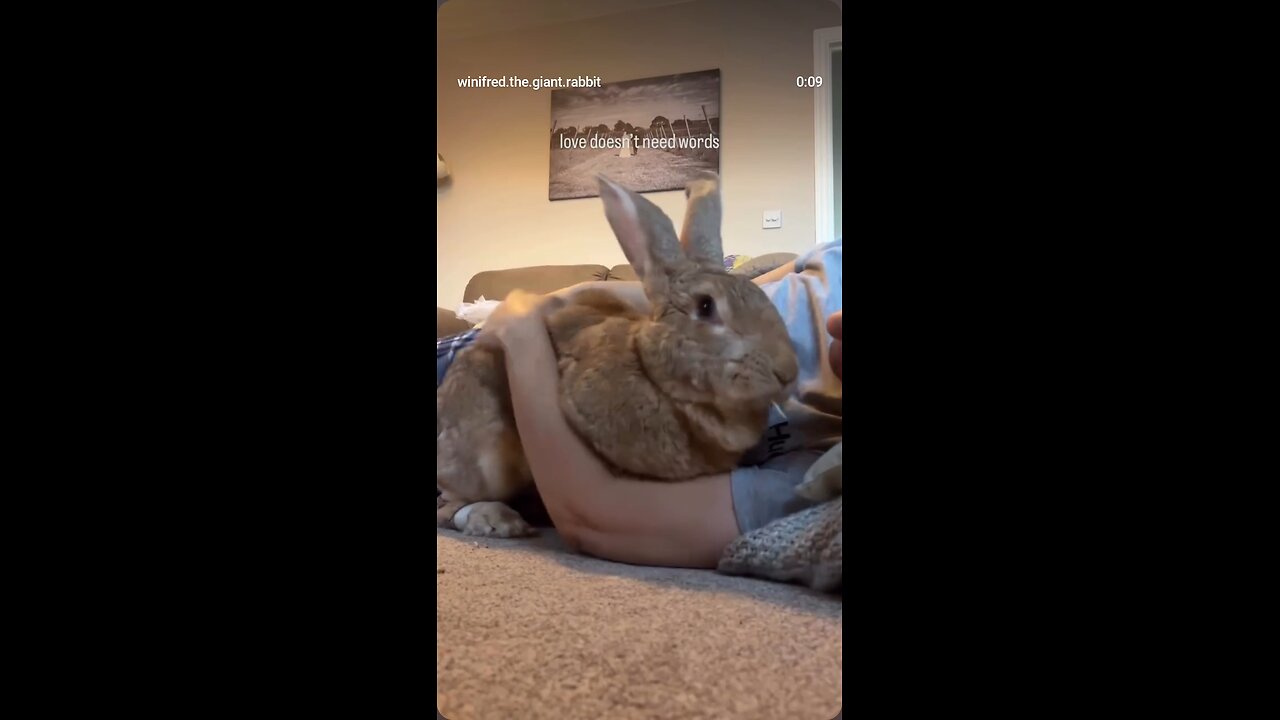 Insta Viral Giant Rabbit 🔥💯 Cutpiee