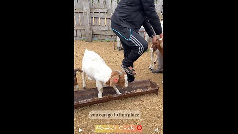 ⭕️ Sandy Bar E Ranch in Manitoba, animal farm for Muslims to celebrate Eid Ul Azha in Canada