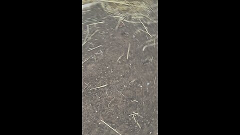 Puppies with sticks 8/18/25