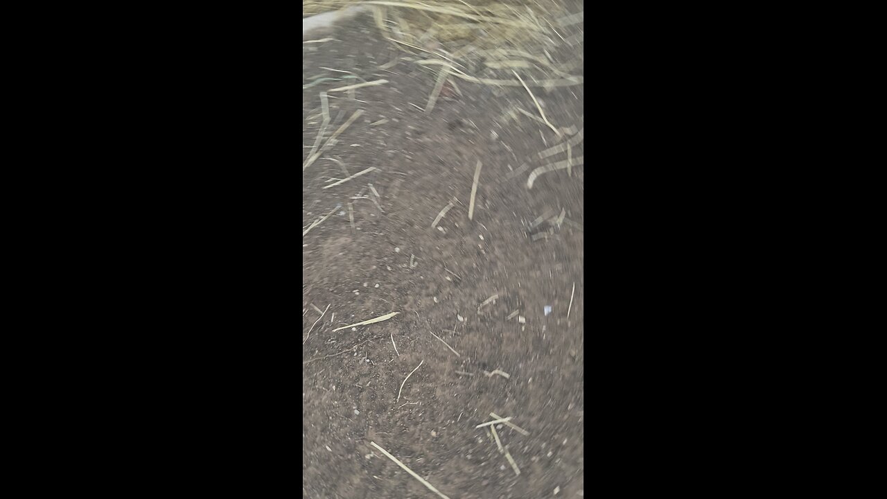 Puppies with sticks 8/18/25