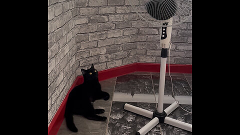Cat vs. Fan: Summer Survival Instincts