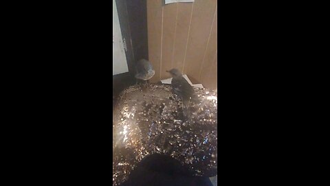 rescued baby birds last day before taking them to a rehab center