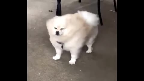 The Most Chaotic Pets on the Internet Today 🐾😂