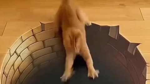 scared from illusion's Funny 🐈 😂😂😂😂