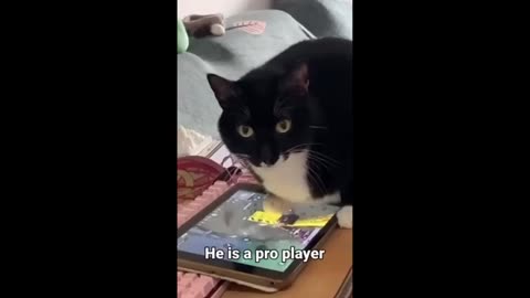 Funny Video Animals - Best Of Videos Funny Animals