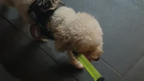 Navigating through crowd along concrete footpath