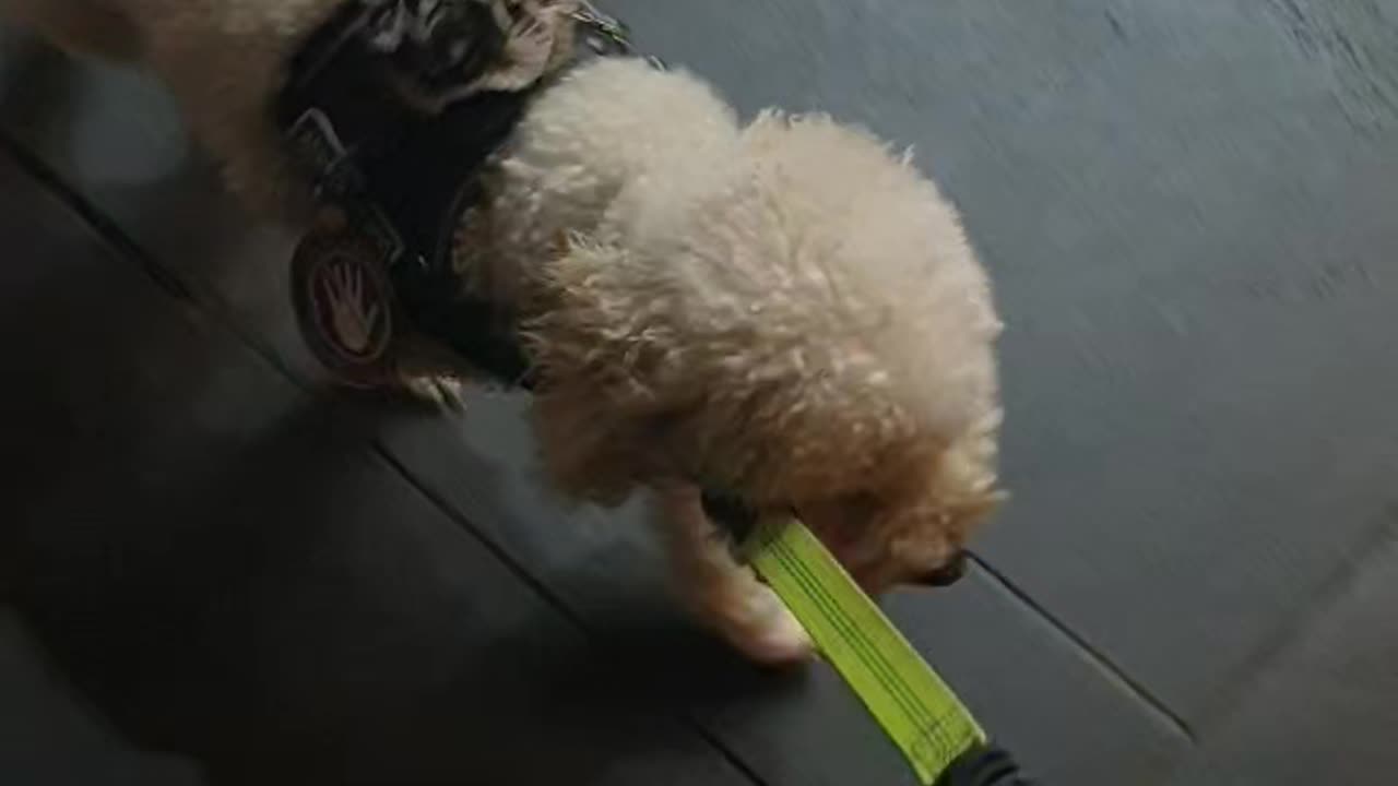 Navigating through crowd along concrete footpath