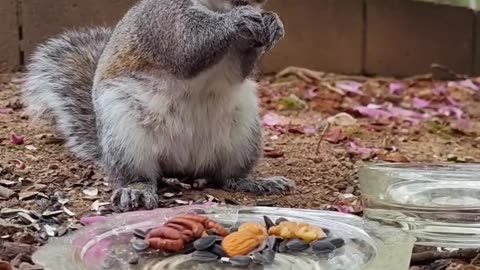 Funny and cute animals/Mika The Squirrel